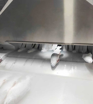 液氮速冻隧道冷冻三文鱼