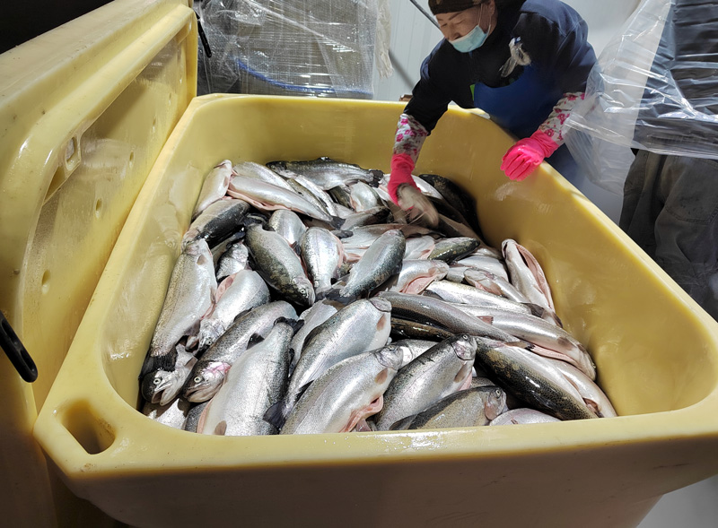 食物在液氮速冻机里可以储存多久？