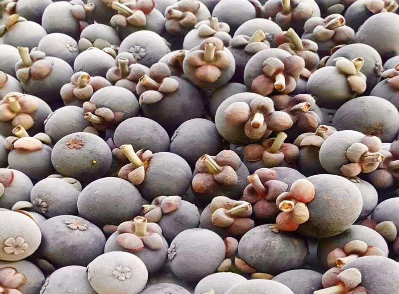 日益增长的冷冻食品需求，速冻先锋引领冷链技术创新